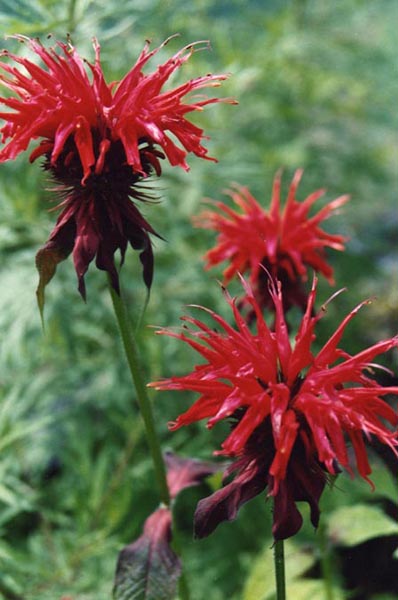 Monarda 'Cambridge Scarlet' en fleurs le long d'un cours d'eau en lisière de forêt humide